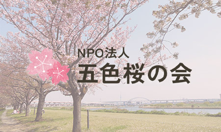 4月20日 足立区長 近藤やよい様より「あだち五色桜マラソン」 がブログで紹介されました。の画像